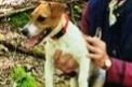 Alerte Disparition Chien Femelle , 4 ans Plassac France Alerte Disparition Chien Femelle , 4 ans Plassac France