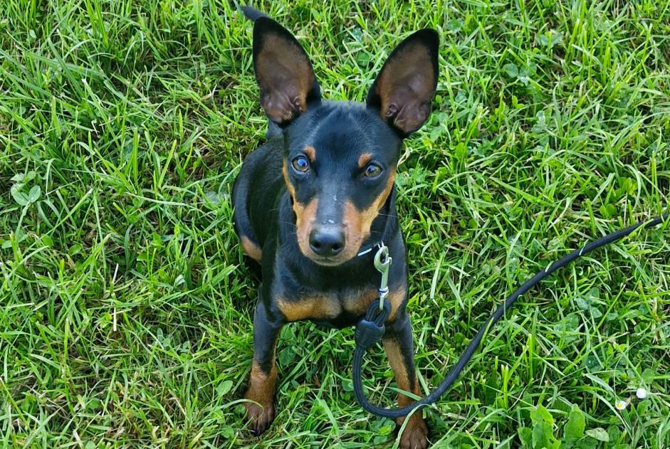 Alerta desaparecimento Cão  Macho , 1 anos La Rochelle France