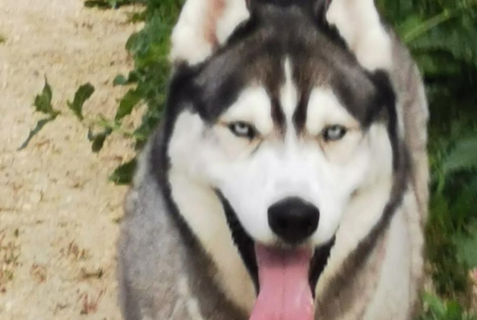 Alerta descoberta Cão  Fêmea Rochefort France