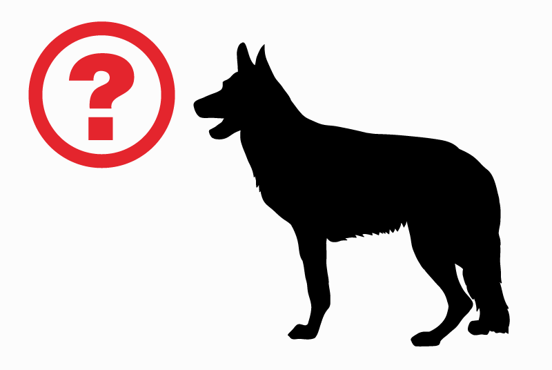 Alerta descoberta Cão  Macho Vaux-sur-Mer France
